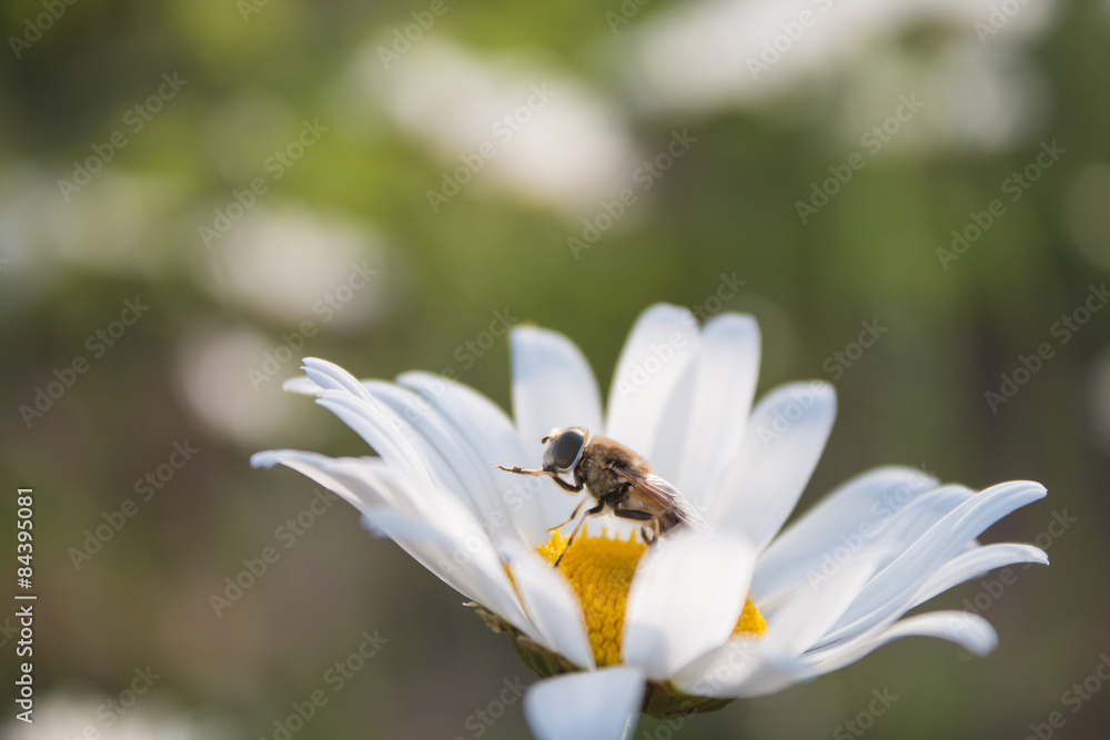 Obraz premium Bee on white daisy flower