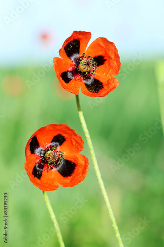 Fototapeta Naklejka Na Ścianę i Meble -  Red poppy flowers, close up
