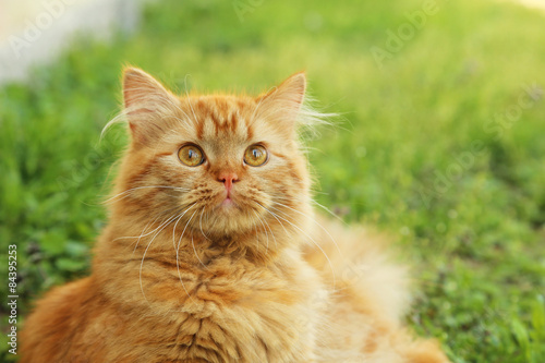 Redhead long hair cat on grass