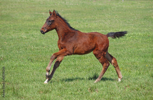 A bay foal gallops on a green pasture