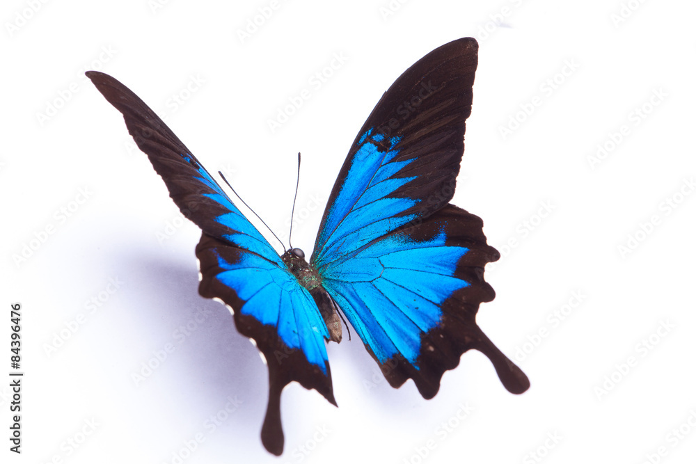 Obraz premium Błękitny i kolorowy motyl na białym tle