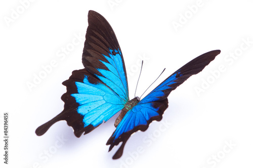 Blue and colorful butterfly on white background photo