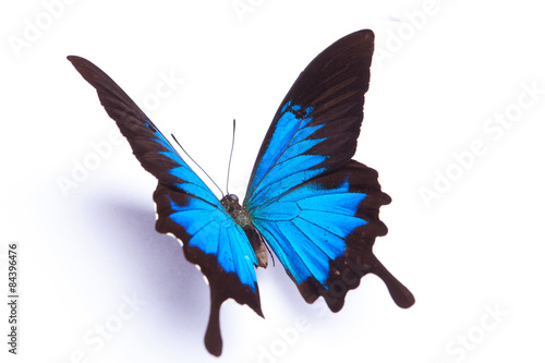 Blue and colorful butterfly on white background