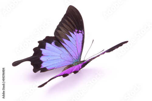 Blue and colorful butterfly on white background