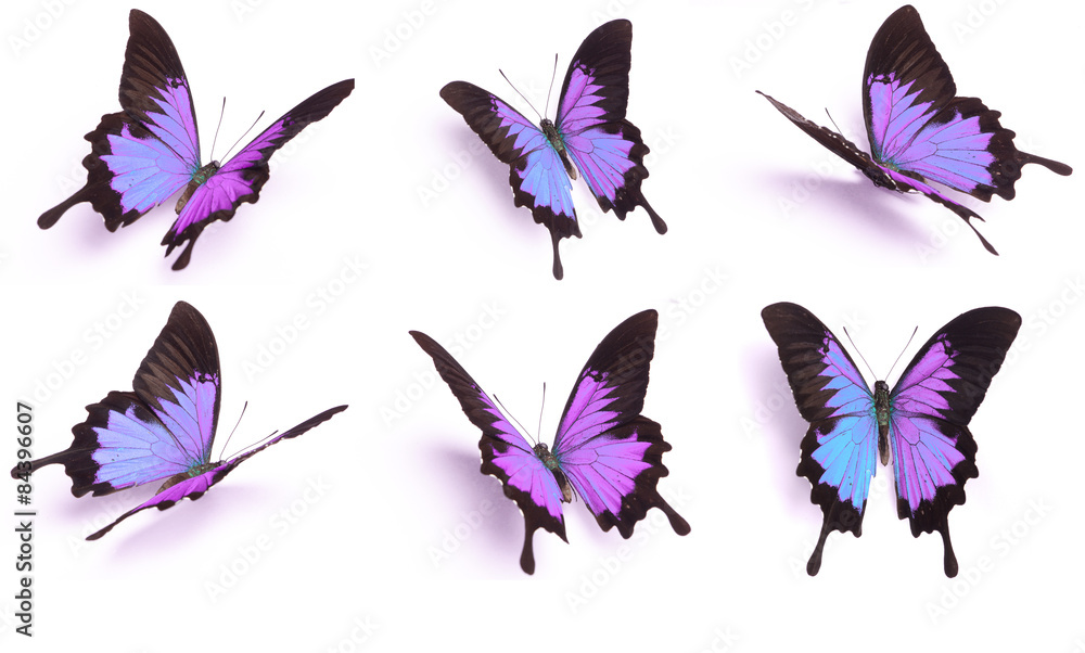 Blue and colorful butterfly on white background