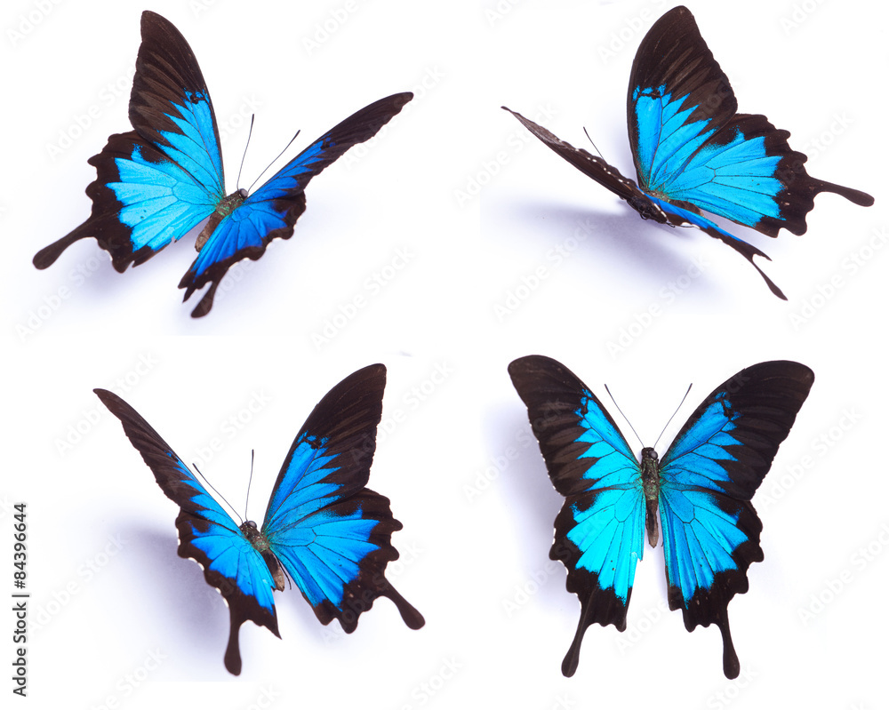 Blue and colorful butterfly on white background