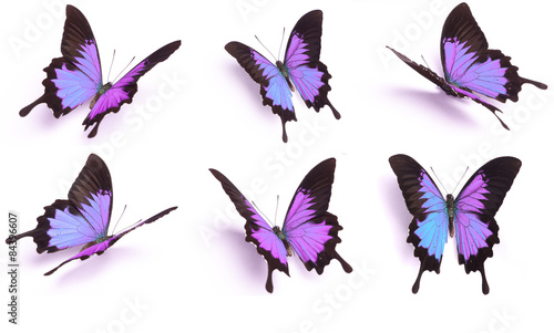 Blue and colorful butterfly on white background #84396607