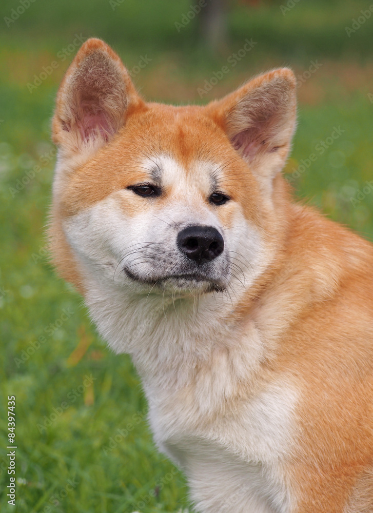 Portrait of young dog of breed Akita-inu