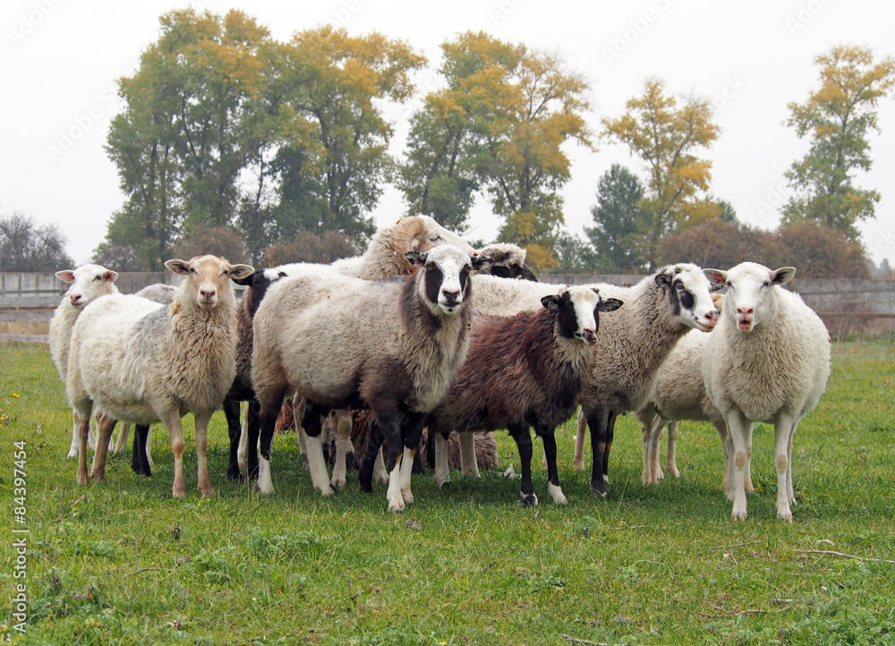 Herd of sheep on a green pasture Herd of sheep on a green pasture