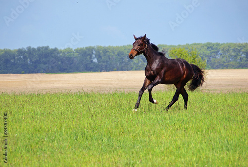 Beautiful pedigree stallion gallops on the green field