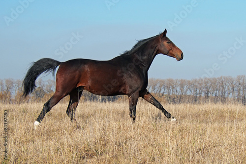 The warmblood bay stallion gallops at the field