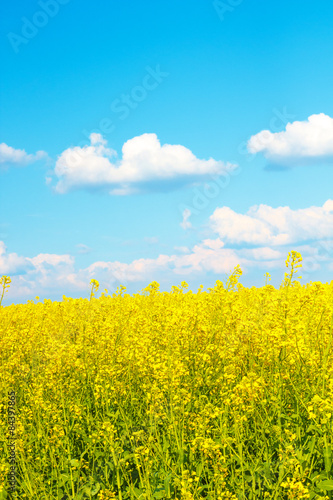 Flowering Canola Field under blue Sky