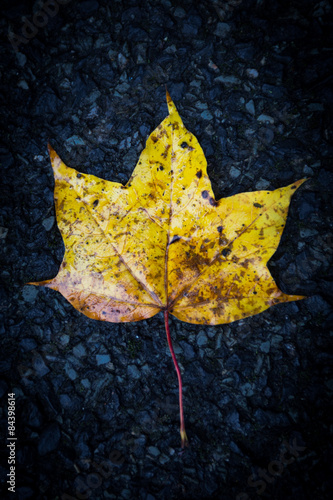 Fall Leaf in Dublin, Ireland
