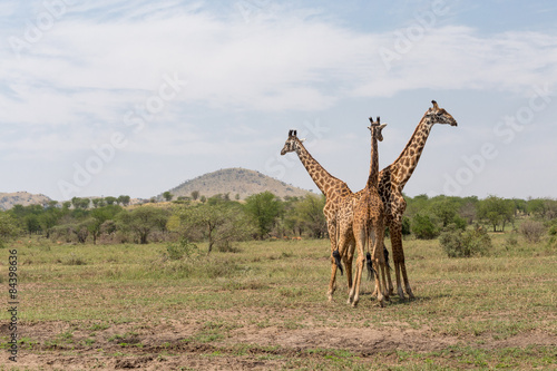 Three Giraffes in the Serengeti