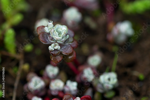 Sedum close up in a garden with water drop