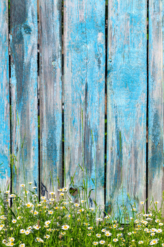 Fototapeta Naklejka Na Ścianę i Meble -  Daisy flowers on a background of wooden fence