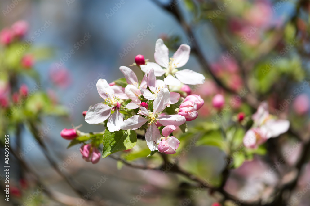 beautiful flowers on the branches of apple trees beautiful flowers on the branches of apple trees