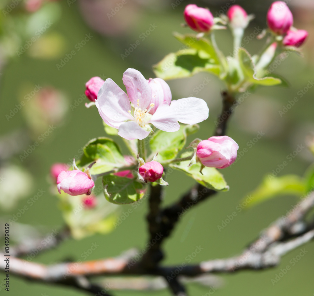 beautiful flowers on the branches of apple trees beautiful flowers on the branches of apple trees