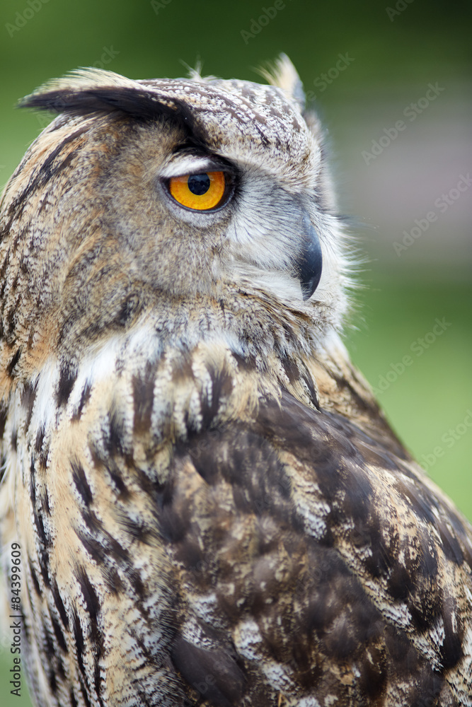 Close up of an owl Close up of an owl