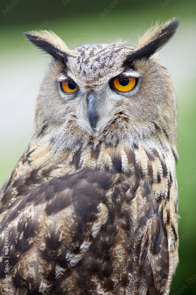 Close up of an owl Close up of an owl