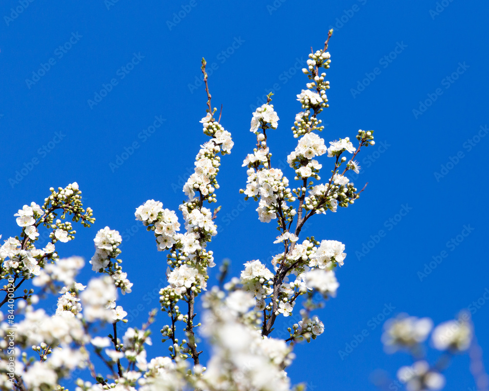 Beautiful flowers on the tree in nature Beautiful flowers on the tree in nature