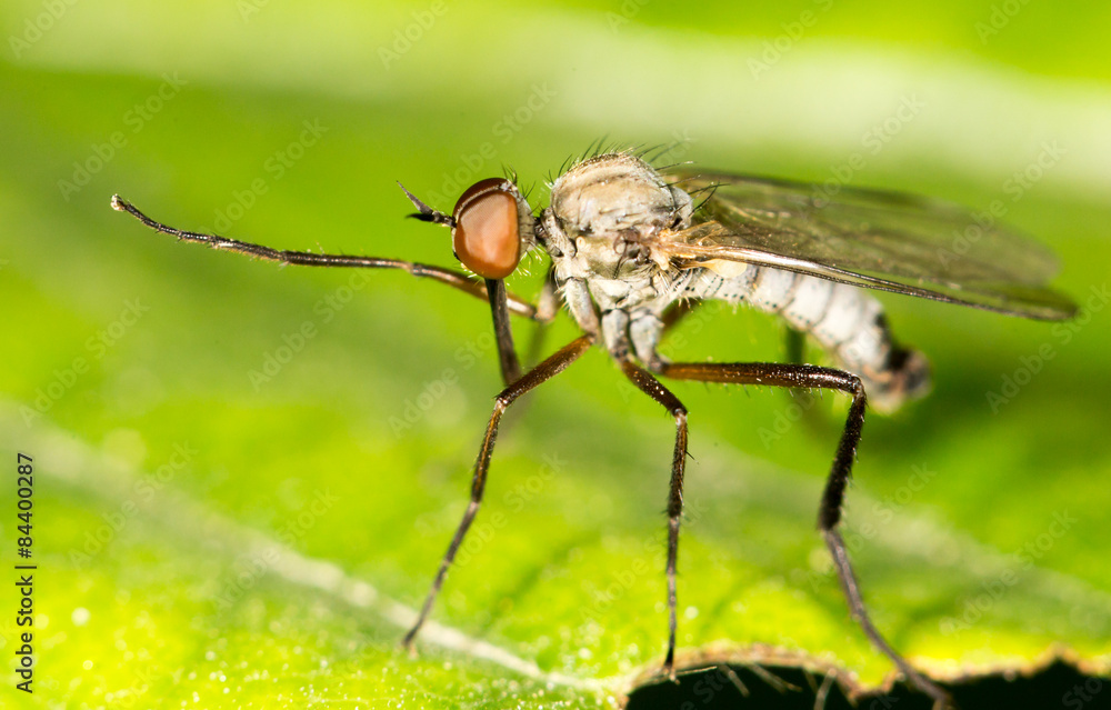 Naklejka premium Mosquito in nature. close