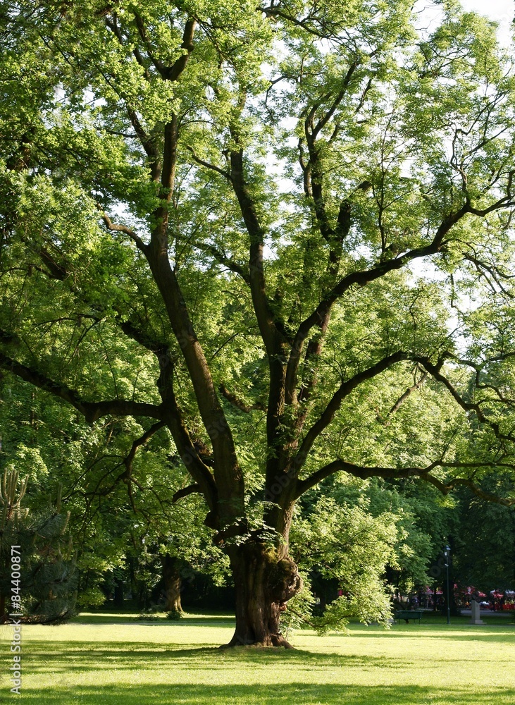 Fototapeta premium huge oak tree in park
