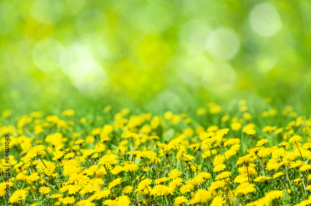 Obraz premium Naturalne tło wiosna z kwitnących mleczy