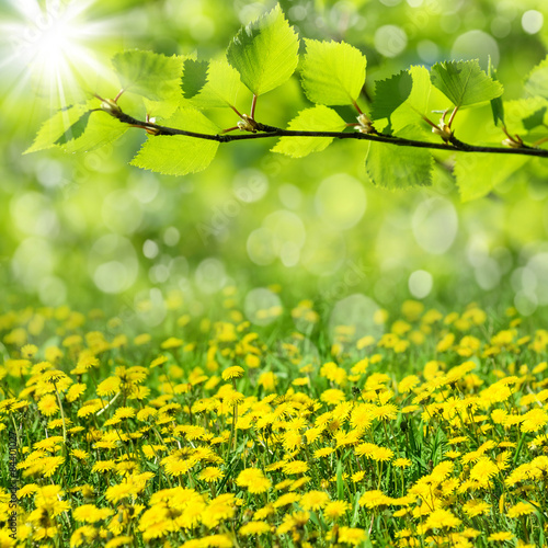 Spring natural background with the blossoming dandelions
