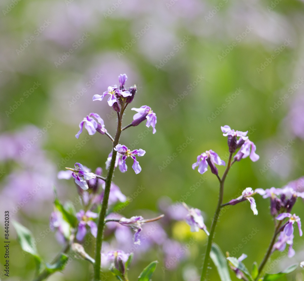 blue flower in nature