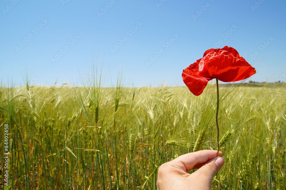 Naklejka premium Red poppy flower in the wheat field