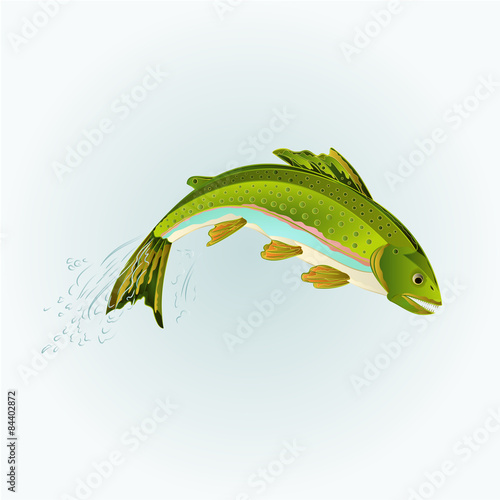 Rainbow trout jumping vector
 photo