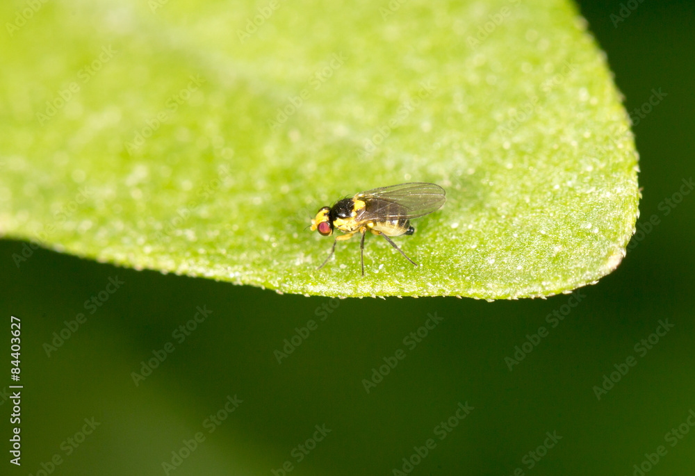 fly on a green leaf. close fly on a green leaf. close