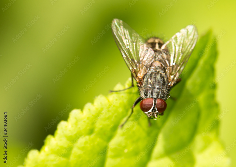 fly on a green leaf. close fly on a green leaf. close