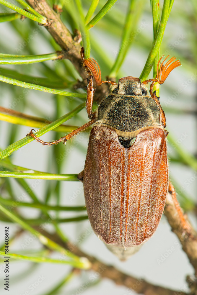 Melolontha melolontha