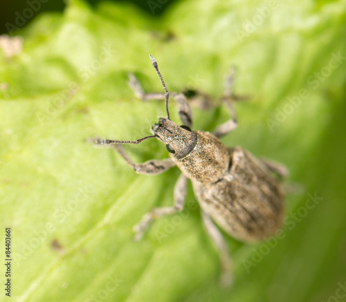 a beetle on a green leaf. close