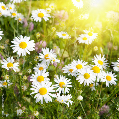 Meadow with grass and daisies and sunshine