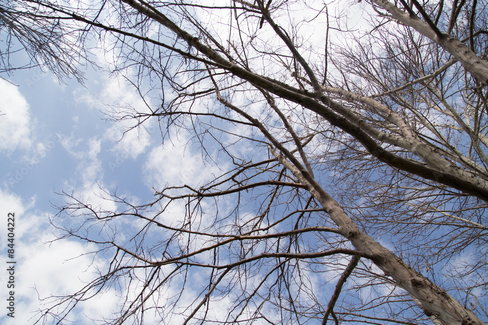 bare tree branches against the blue sky bare tree branches against the blue sky
