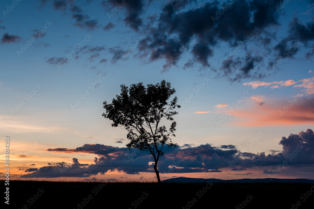 Sunset tree. Sunset with Cloudy Sky and Silhouette of Tree.