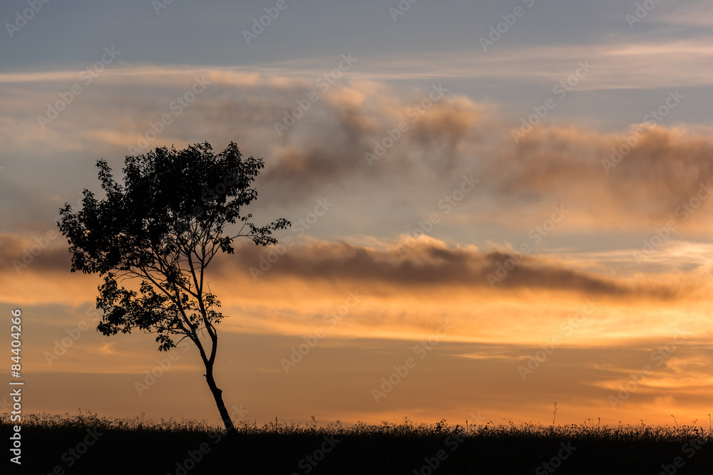 Tree in sunset background. Sunset with Cloudy Sky and Silhouette of Tree. Tree in sunset background. Sunset with Cloudy Sky and Silhouette of Tree.
