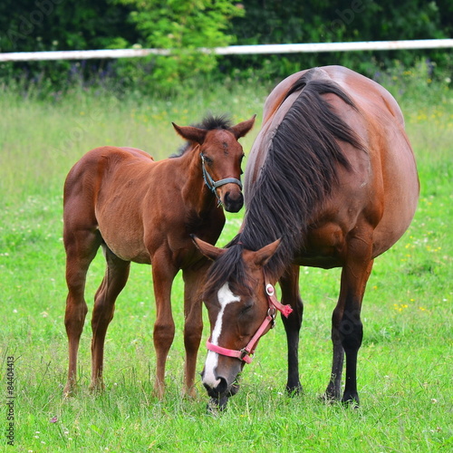 Horse and foal on pasture