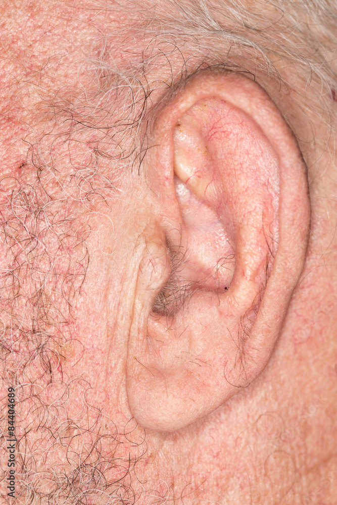 Fototapeta premium the old man's ear