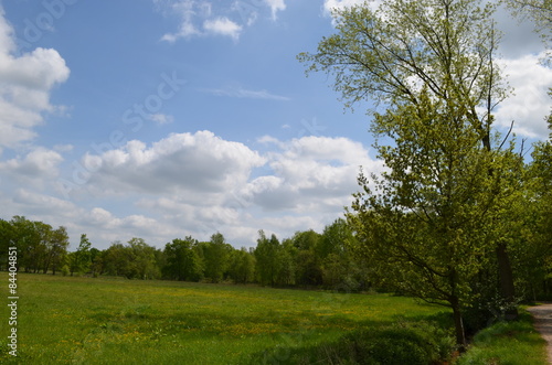 Green meadow with short grass lined by trees in Flanders