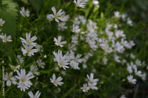 White flowers of stitchwort under forest canopy