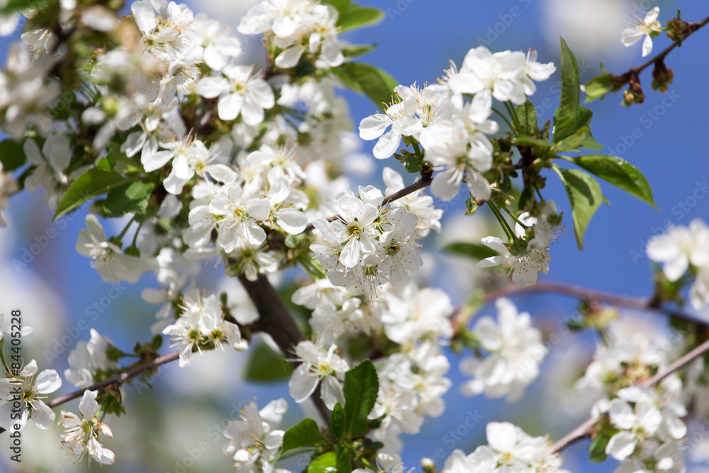 white flowers on a tree against the blue sky white flowers on a tree against the blue sky