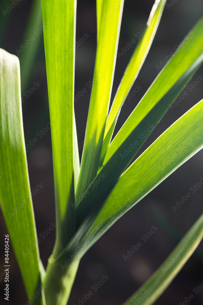 green garlic in garden green garlic in garden