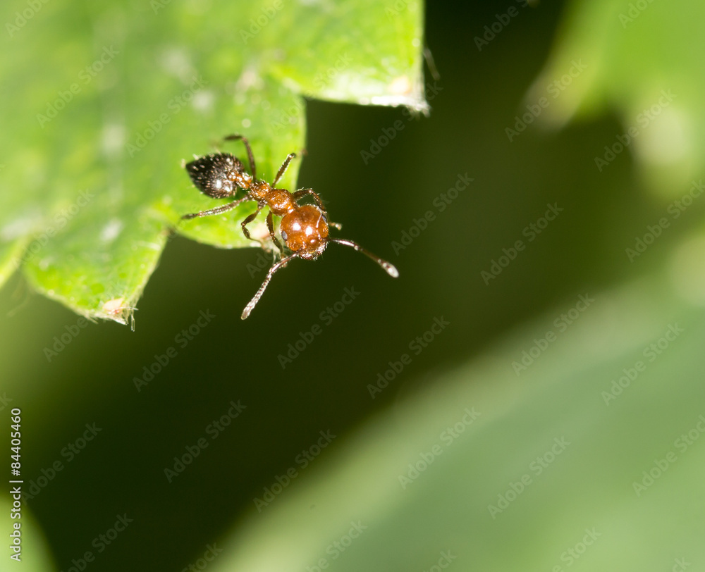 ant on green leaf in nature. close-up ant on green leaf in nature. close-up