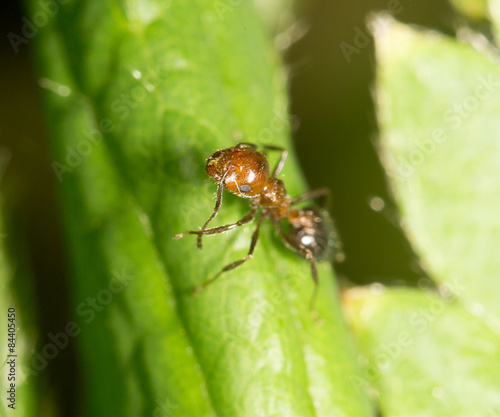 ant on green leaf in nature. close-up © schankz