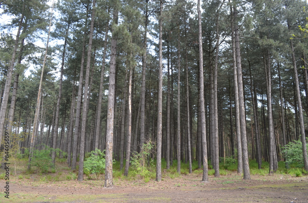 Fototapeta premium Pine trees in a dry conifer forest