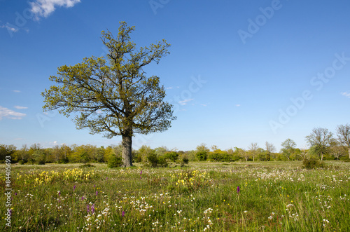 Wallpaper Mural Solitude tree in blossom grassland Torontodigital.ca
